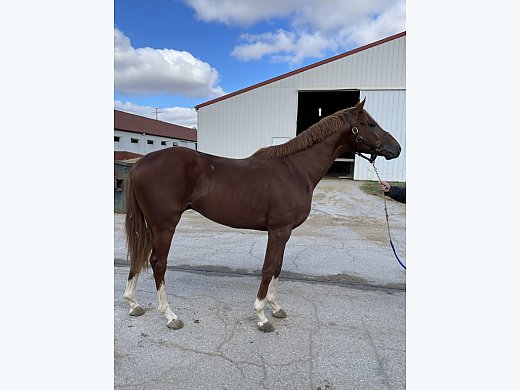 OTTB Stallion