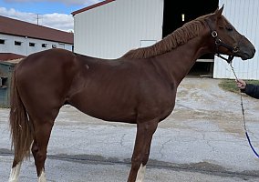 Thoroughbred (Thoroughbred, Stallion) in Altoona, IA
