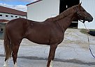 Thoroughbred - Horse for Sale in Altoona, IA 50009