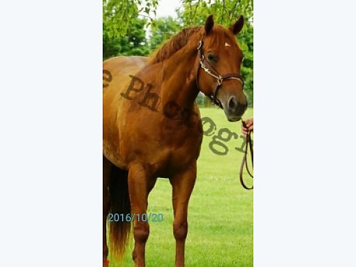 Quarter Horse