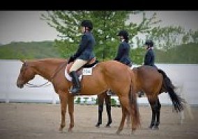 Quarter Horse (Quarter Horse, Mare) in Plymouth, WI