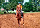Churchill - Gelding in Advance, NC Churchill - Gelding in Advance, NC