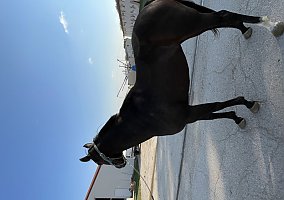 Thoroughbred