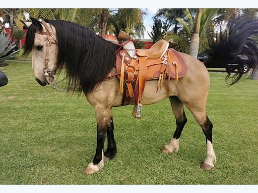 Trail With A Gypsy