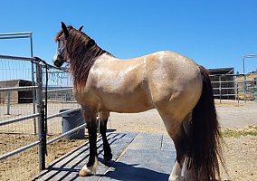 Gypsy Vanner (Gypsy Vanner, Gelding) in San Jose, CA