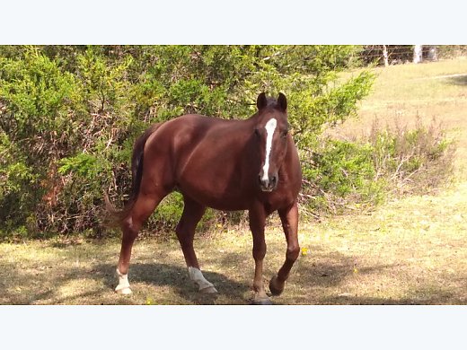 13 Year old Gelding