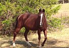 Other - Horse for Sale in violet hill, AR 72584