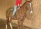 Mel - Regist. Quarter Horse - Qu... Quarter Horse Mare
