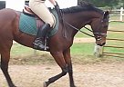 Lovely Dressage Prospect For Sal... Thoroughbred Mare