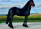 Friesian - Horse for Sale in Fort Worth, TX 76132