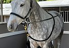 Connemara Pony - Horse for Sale in Oakland, CA 94611