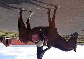 Quarter Horse (Quarter Horse, Mare) in Yardley, PA