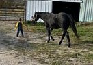 CINCH - Gelding in Viroqua, WI CINCH - Gelding in Viroqua, WI