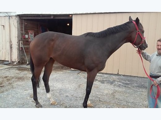 Broodmare