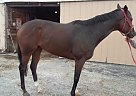 Thoroughbred - Horse for Sale in Bensalem, PA 19053