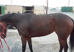 Broodmare (Thoroughbred, Mare) in Bensalem, PA