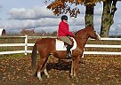 Thomas - Gelding in EdenValley, ON Thomas - Gelding in EdenValley, ON