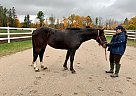 Darling - Mare in EdenValley, ON Darling - Mare in EdenValley, ON