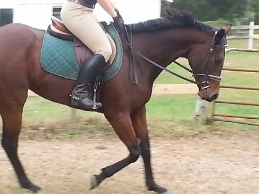 Lovely Dressage Prospect For Sale