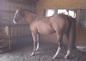 Mel (Quarter Horse, Mare) in Durand, MI