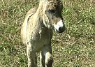 Donkey - Horse for Sale in Bay city, TX 77414 Donkey - Horse for Sale in Bay city, TX 77414