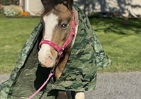Pony (Welsh, POA, Shetland, Connemara) (Pony (Welsh, POA, Shetland, Connemara), Mare) in Lancaster, PA