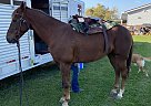 ROCKY - Gelding in Viroqua, WI ROCKY - Gelding in Viroqua, WI