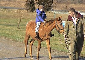 Appaloosa (Appaloosa, Mare) in Chatham, MI