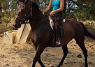 Very Cute Gelding Mumbo