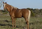 Palomino Thoroughbreds Stallion THE Gold FOX