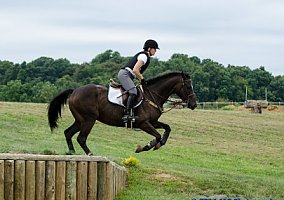 Thoroughbred (Thoroughbred, Gelding) in Cochranville, PA