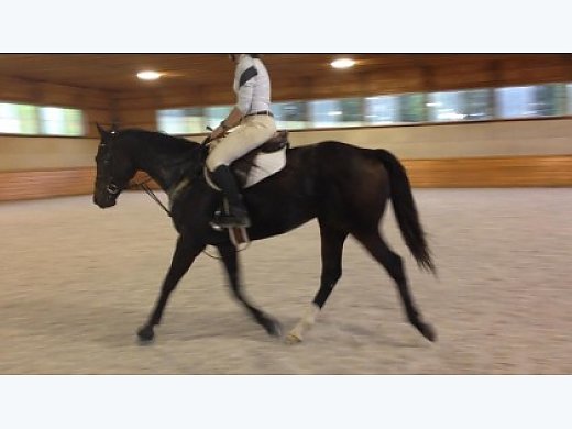 2010 TB Gelding With Show & xc Experience