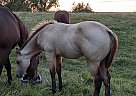 Chexout Rocky - Stallion in Orient, IA Chexout Rocky - Stallion in Orient, IA