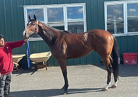 Thoroughbred (Thoroughbred, Gelding) in Bensalem, PA