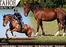Percheron - Horse for Sale in , NJ 07840