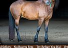 Friesian - Horse for Sale in , AR 72601