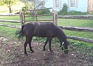 Miniature - Horse for Sale in Schuylkill Haven, PA 17972