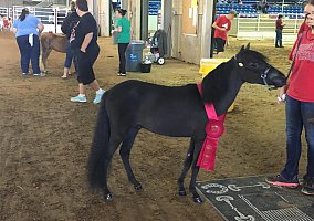 Miniature Horse (Miniature Horse, Gelding) in Schuylkill Haven, PA