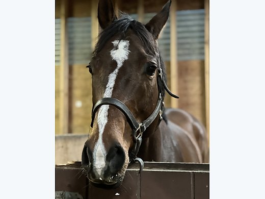 Beautiful Thoroughbred BAY Mare