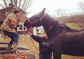 Thoroughbred (Thoroughbred, Mare) in Clarksville, TN