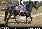 Missouri Fox Trotter - Horse for Sale in Parkers Lake, KY 42634