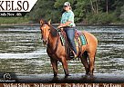 Fjord - Horse for Sale in Hesperia, MI 49421
