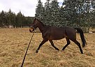 Standardbred - Horse for Sale in Canterbury, CAN 8013