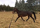 Standardbred - Horse for Sale in Canterbury, CAN 8013 Standardbred - Horse for Sale in Canterbury, CAN 8013