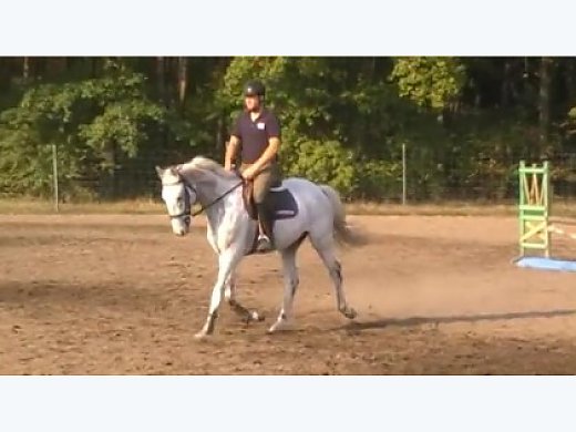 Gelding 4 Years
