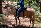 Missouri Fox Trotter - Horse for Sale in Glenmoore, PA 19343