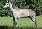 Tennessee Walking - Horse for Sale in Rogersville, MO 65742