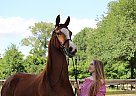 Half Arabian - Horse for Sale in Montgomery, TX 77316