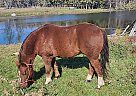 Pony - Horse for Sale in RED LODGE, MT 59068 Pony - Horse for Sale in RED LODGE, MT 59068