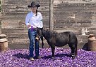Black - Mare in Conrad, IA Black - Mare in Conrad, IA